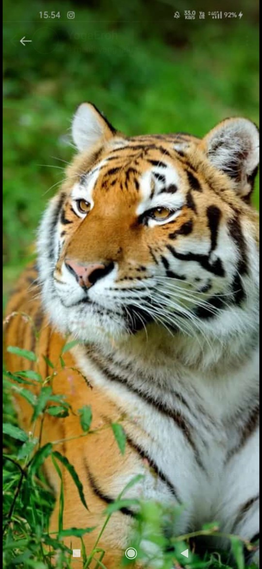 Sarung Batik Anak Remaja|sarung Anak Anak Sd-smp