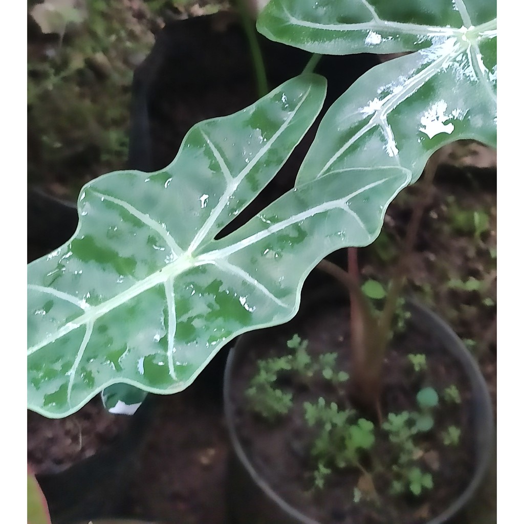 Alocasia amazon