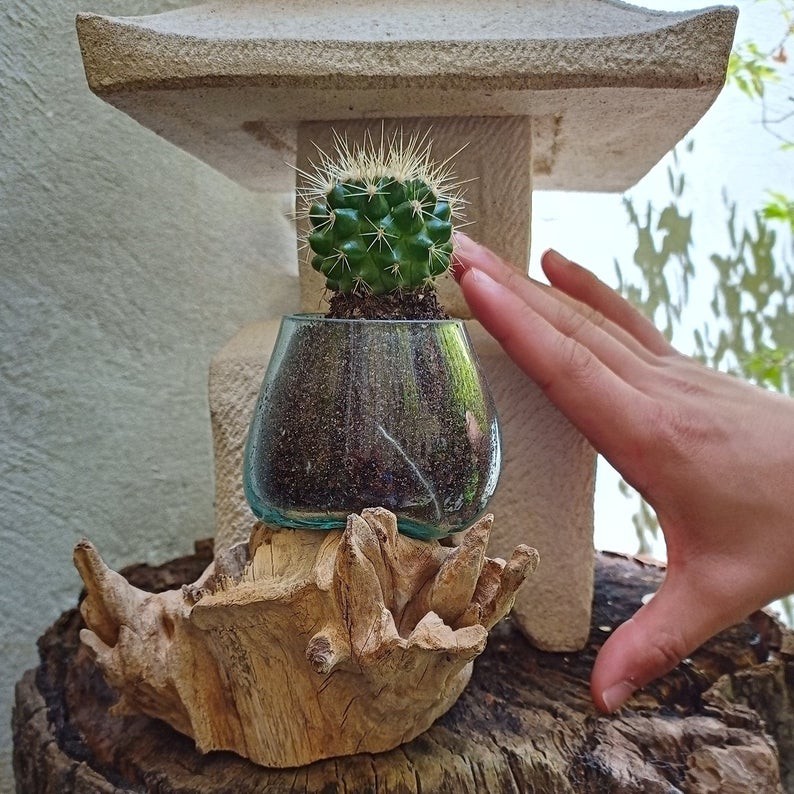 AKUARIUM IKAN CUPANG - SIZE 10 CM / AQUASCAPE / AQUARIUM UNIK GLASSWOOD IKAN HIAS/ POT TERRARIUM