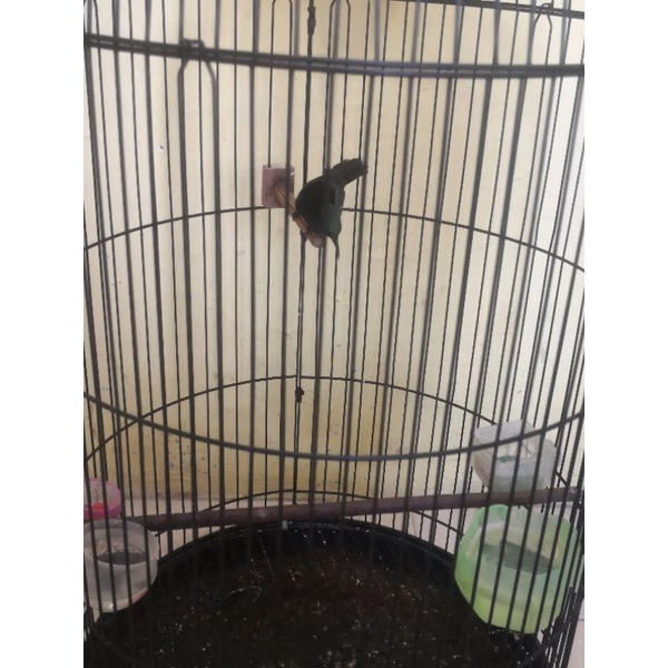 king konin gacor fullmet