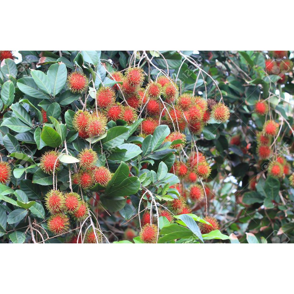 J1* BIBIT BUAH RAMBUTAN BINJAI SUDAH BUNGA DAN BUAH *_@