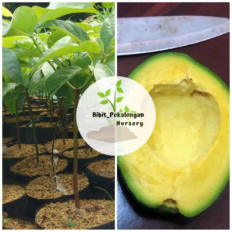 Bibit Alpukat Miki Cipedak/depok