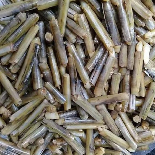 

Kerang bambu frozen beku seafood