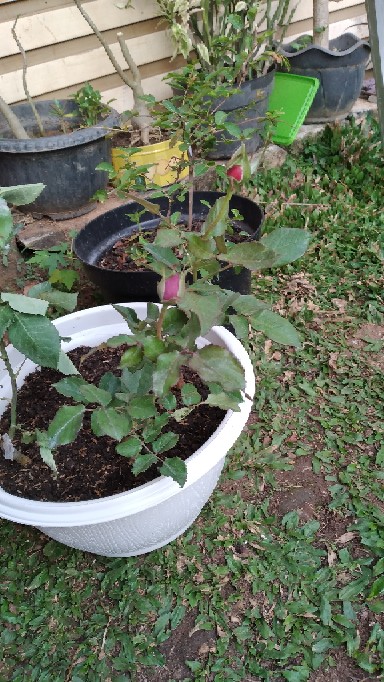 Tanaman Bunga Mawar Sunkist 200g