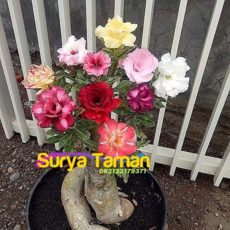 TANAMAN HIAS ADENIUM KAMBOJA JEPANG BUNGA TUMPUK// RAINBOW