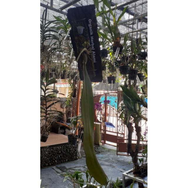 Anggrek Bulbophyllum phalaenopsis / Anggrek Dasi