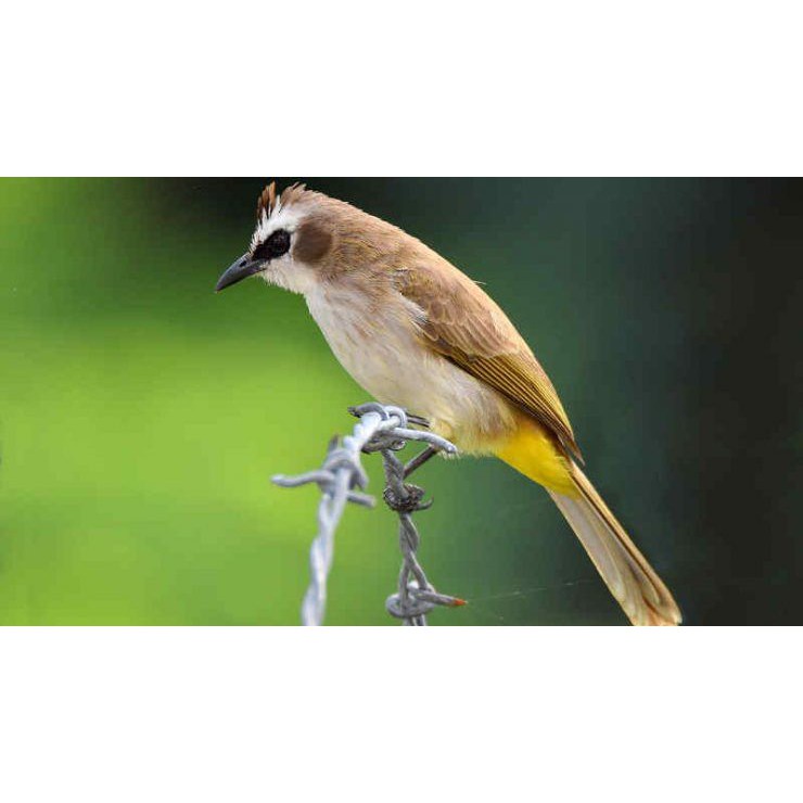 Burung Trucuk Kebo Jawa Timur