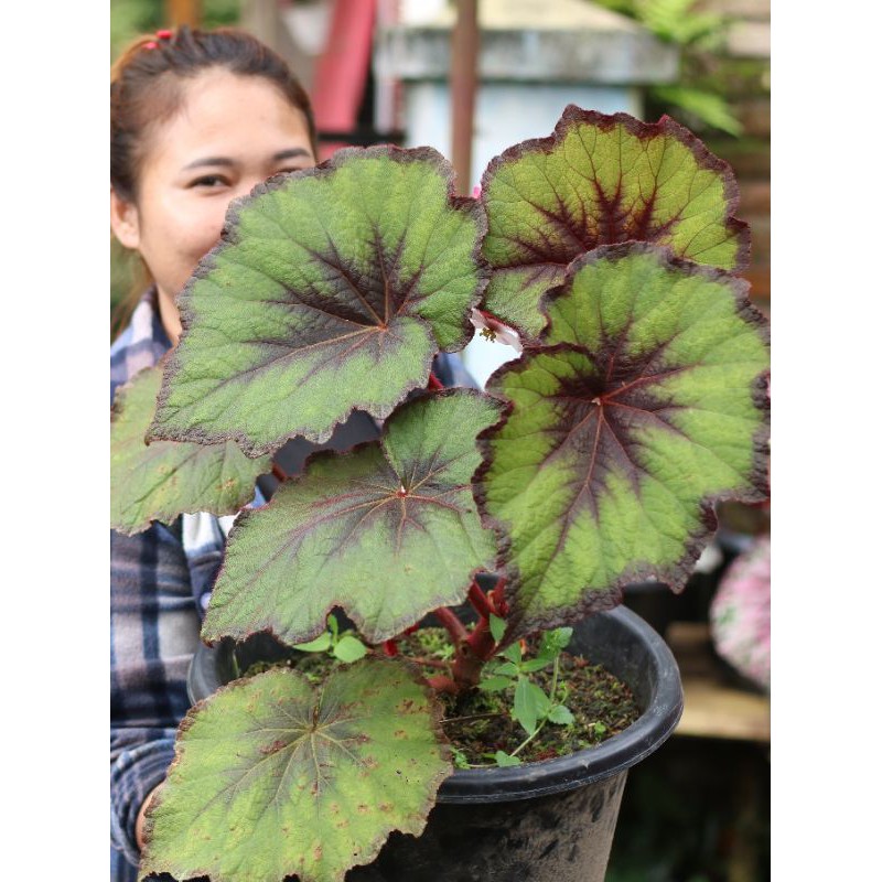 begonia green bloom super jumbo