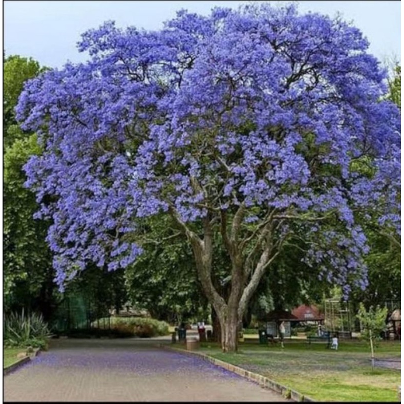 pohon jacaranda tinggi 3 meter