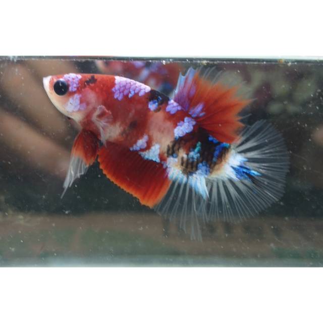 

Cupang koi galaxi multy