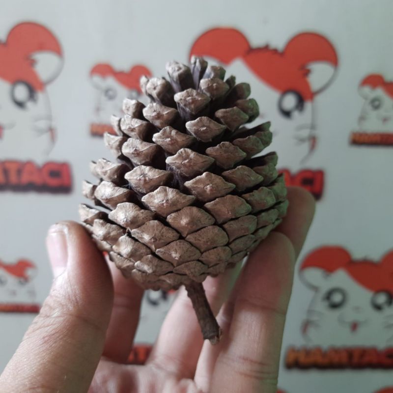 PINE CONE NATURAL CHEWING FOR HAMSTER/GIGITAN HAMSTER/PENGERAT