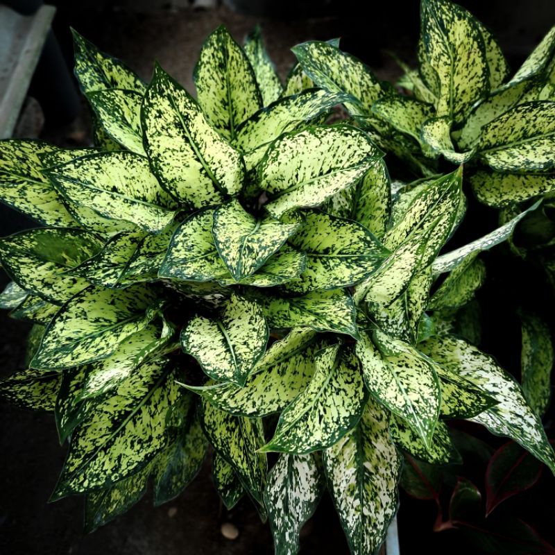 

AGLONEMA SNOW WHITE / TANAMAN HIAS AGLONEMA SNOW WHITE MURAH / TANAMAN HIAS MURAH SRIREJEKI