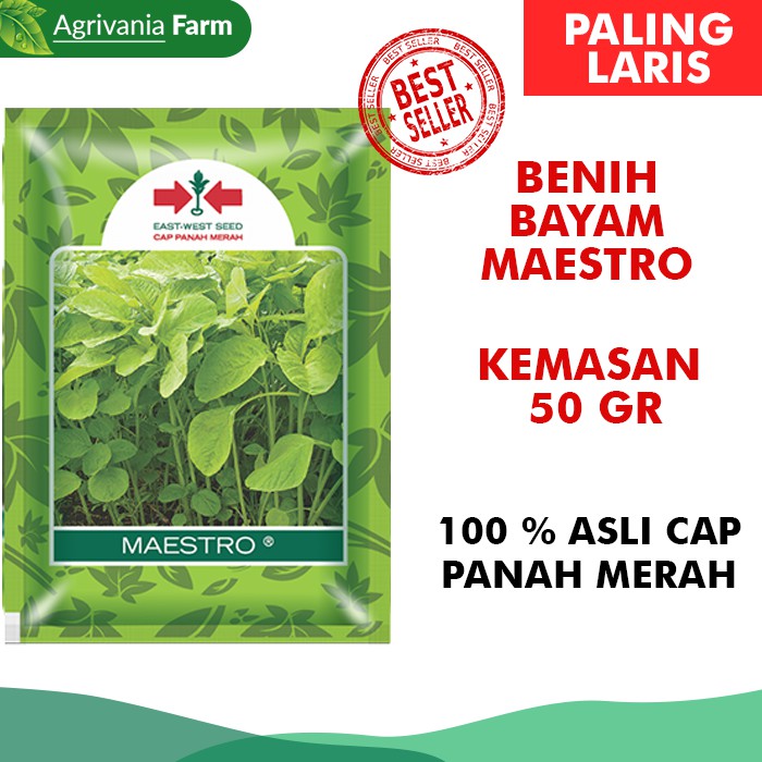 Jual Benih Bibit Bayam Maestro 50 Gram Kemasan Pabrik Cap Panah Merah ...