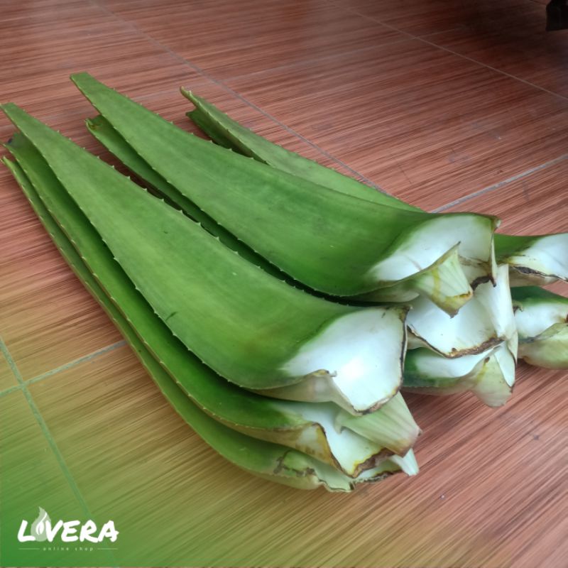 

Paket 1kg Aloevera | 2-3 Helai Pelepah Daun Lidah Buaya Herbal | By Lovera