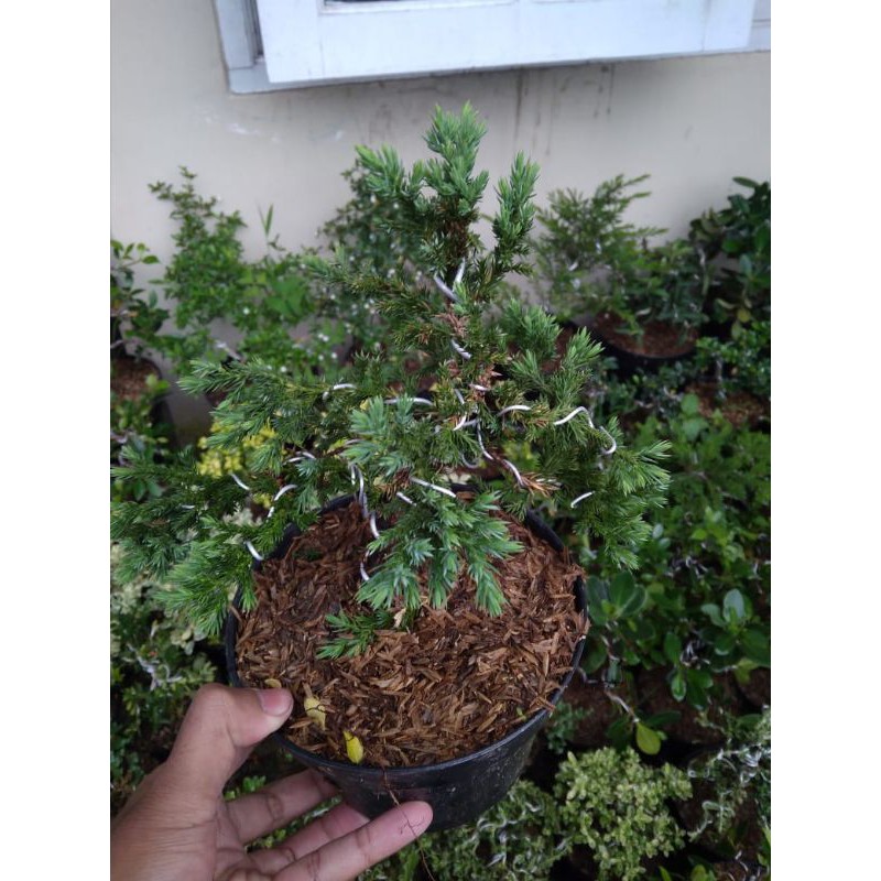 Bonsai Hias Cemara Buaya Bonsai Cemara Bajul