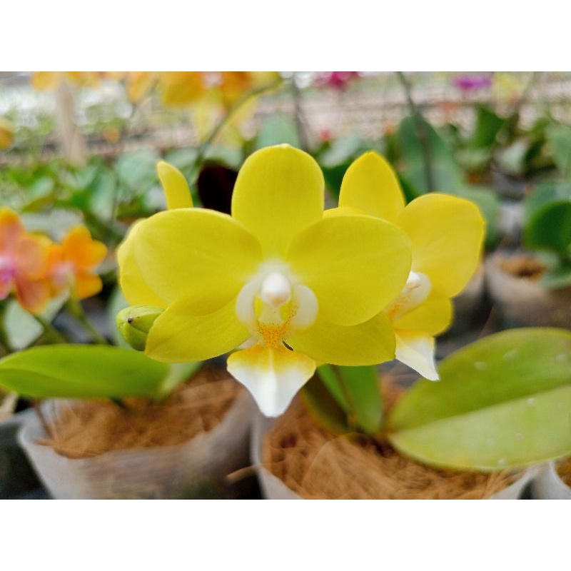 anggrek bulan grade B kuning lidah putih phalaenopsis hybrid bunga mini spike double