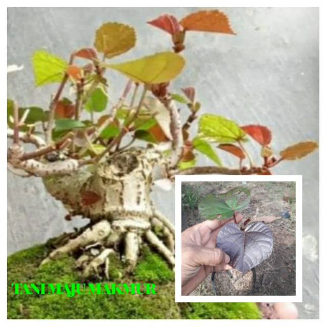 TANAMAN BAHAN BONSAI WARU MERAH asli