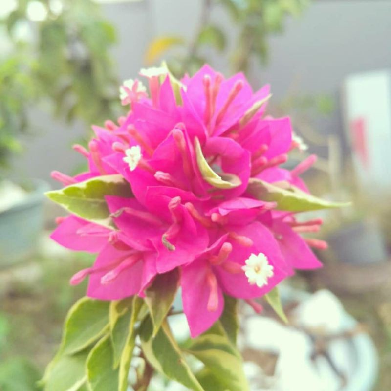 Tanaman hias bunga bougenville Singapore Varigata / stek batang besar/ungu kemerahan /ORIGINAL