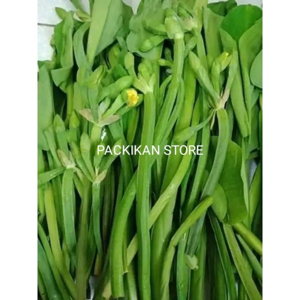 

DAUN GENJER SEGAR 200 g