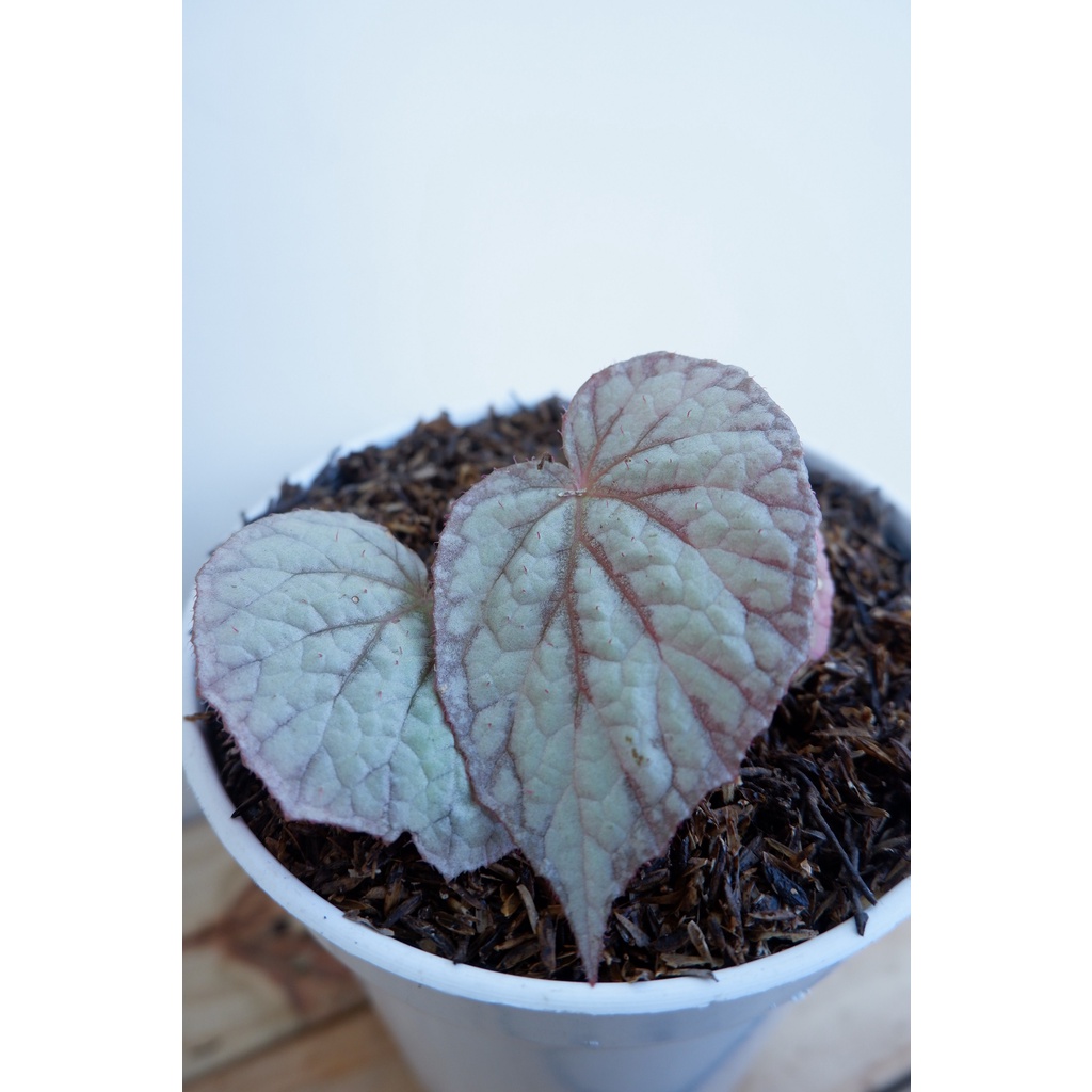 Begonia Silver - Tanaman Daun