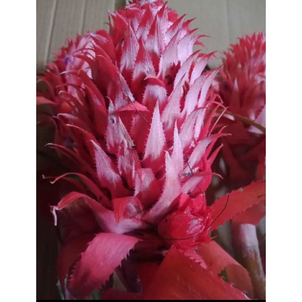 

nanas merah atau nanas hutan si buah langka