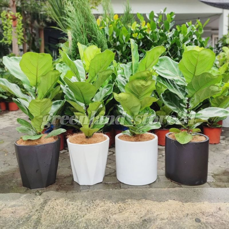 Bibit Pohon Ketapang biola - pohon Ketapang biola - Ketapang biola - tanaman indoor -  dekorasi