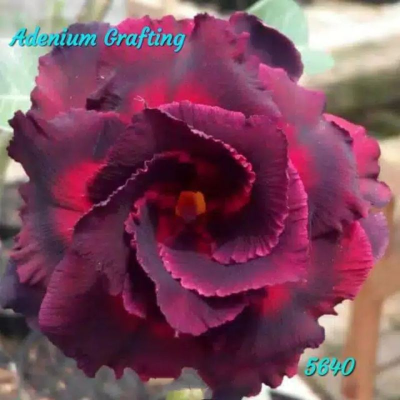Tanaman hias bibit Adenium bunga tumpuk grafting- Tanaman hias adenium