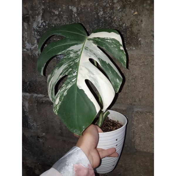 Monstera Borsigiana Variegata