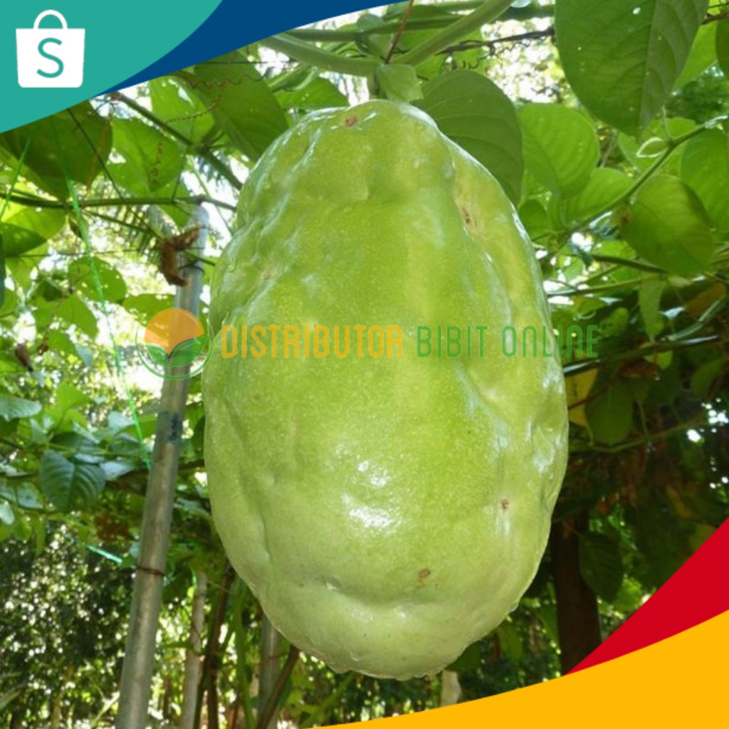 Bibit Buah Giant Markisa/Jumbo