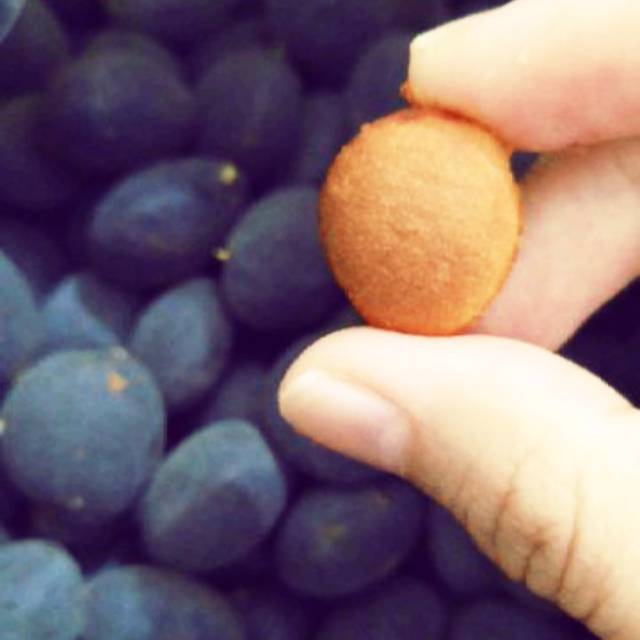 

ASAM KERANJI | KRANJI | RANJI | KURANJI TERMURAH
