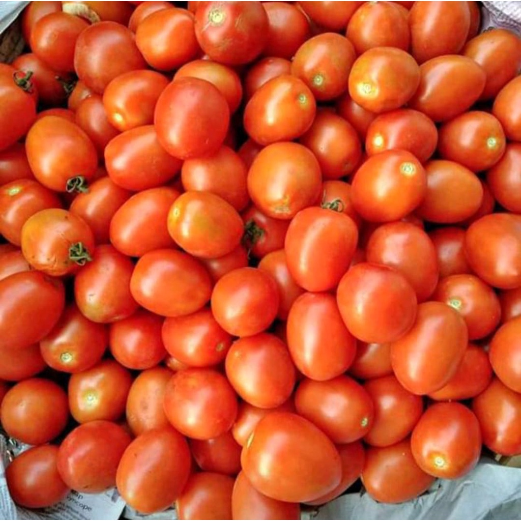 

TOMAT MERAH