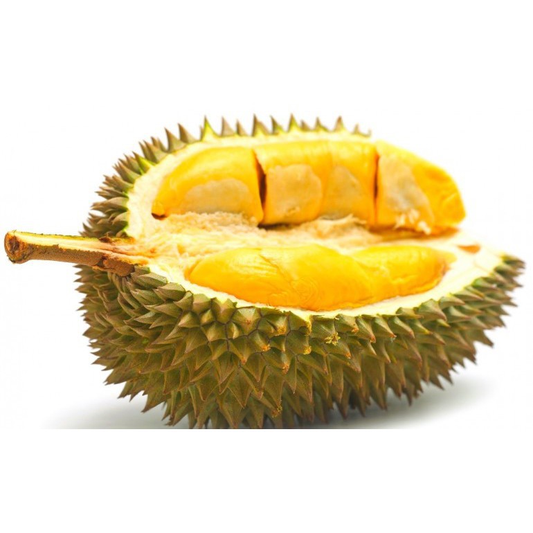 Bibit Tanaman Buah Durian Matahari 60 cm