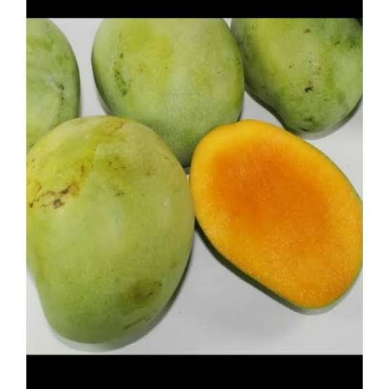 

Mangga Indramayu 1 kg