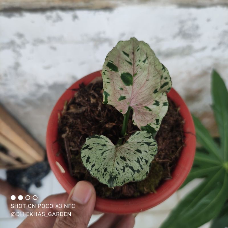 syngonium green splash