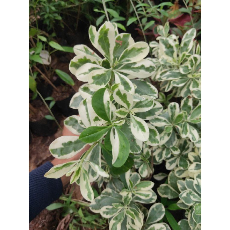 Tanaman hias ginseng variegata - ginseng variegata - ginseng Korea - ginseng - pohon ginseng