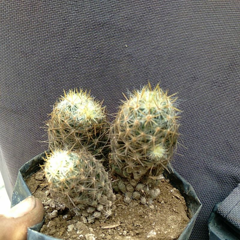 KAKTUS MAMILARIA