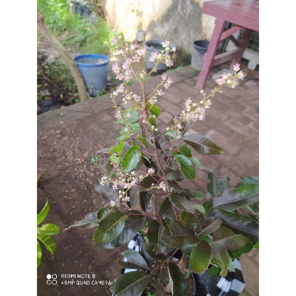 kelengkeng merah berbunga