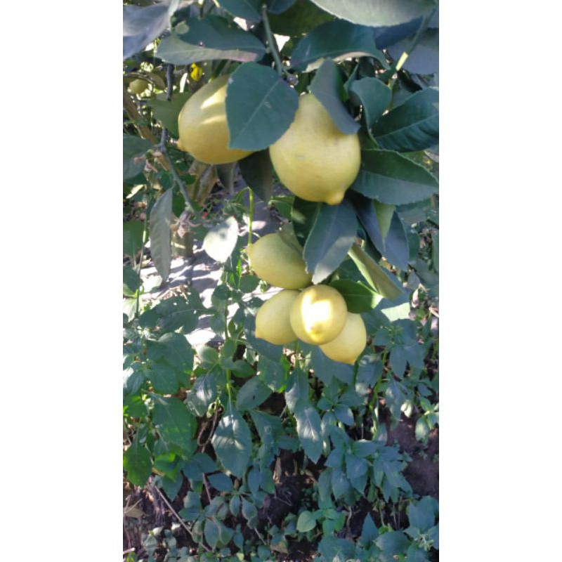 

buah lemon sigles