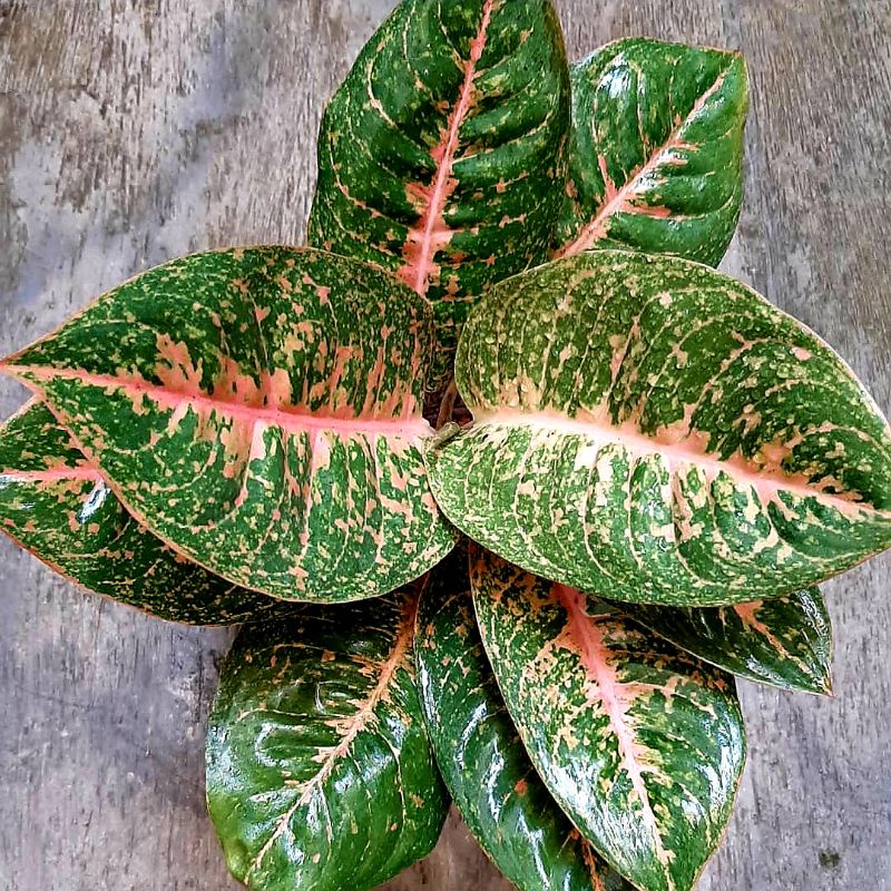 Harlequin/Aglaonema Harlequin/Aglonema Murah/Aglonema Paket/Aglonema Lokal/Aglonema