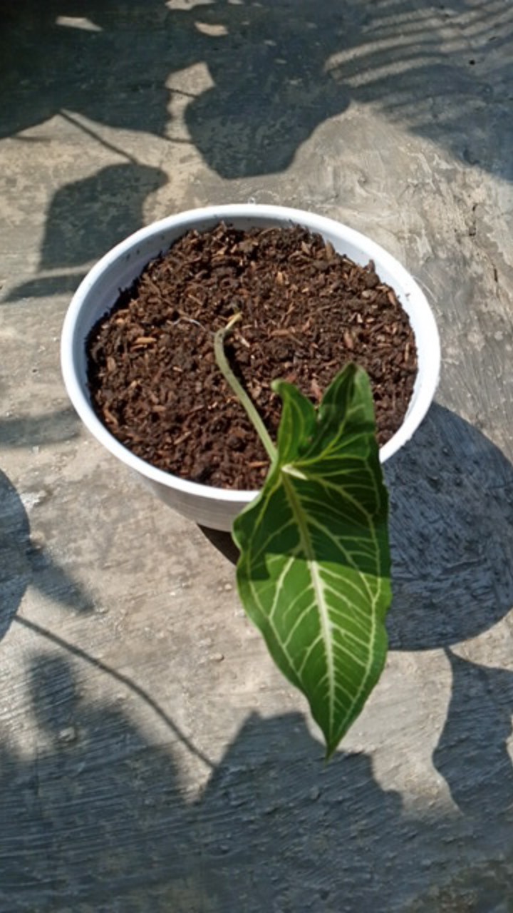 Singonium Batik 1 Daun