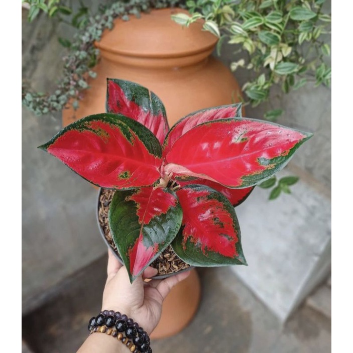 Anakan Aglaonema suksom jaipong lokal // bibit aglaonema suksom jaipong lokal daun 1/2