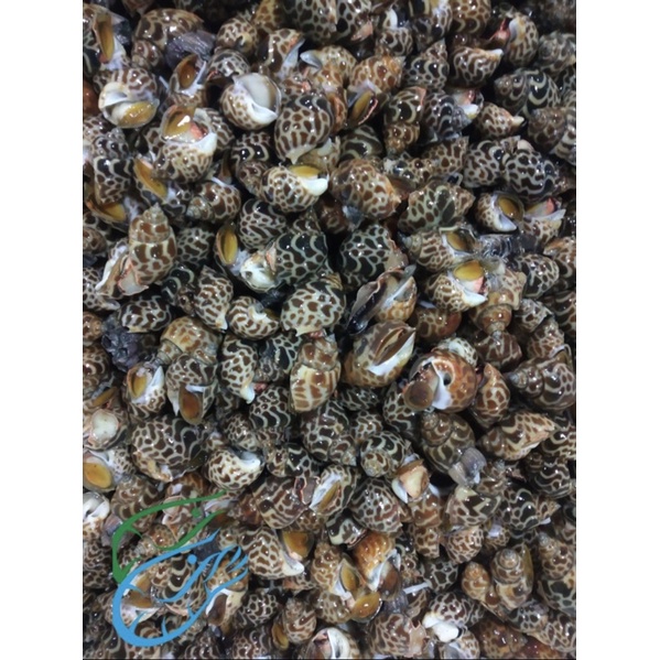 

Kerang Macan