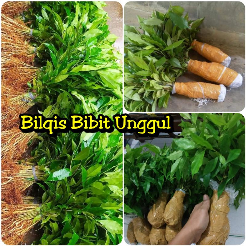 Paket 100 bibit gaharu cabutan gaharu aquilaria malacensis super