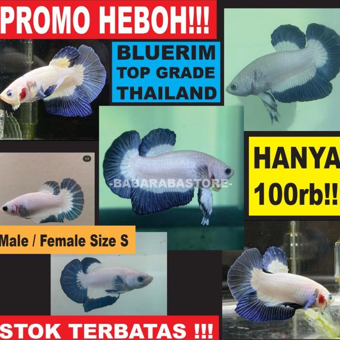 Cupang Bluerim Blue Rim TOP Grade Thailand Male Female Termurah