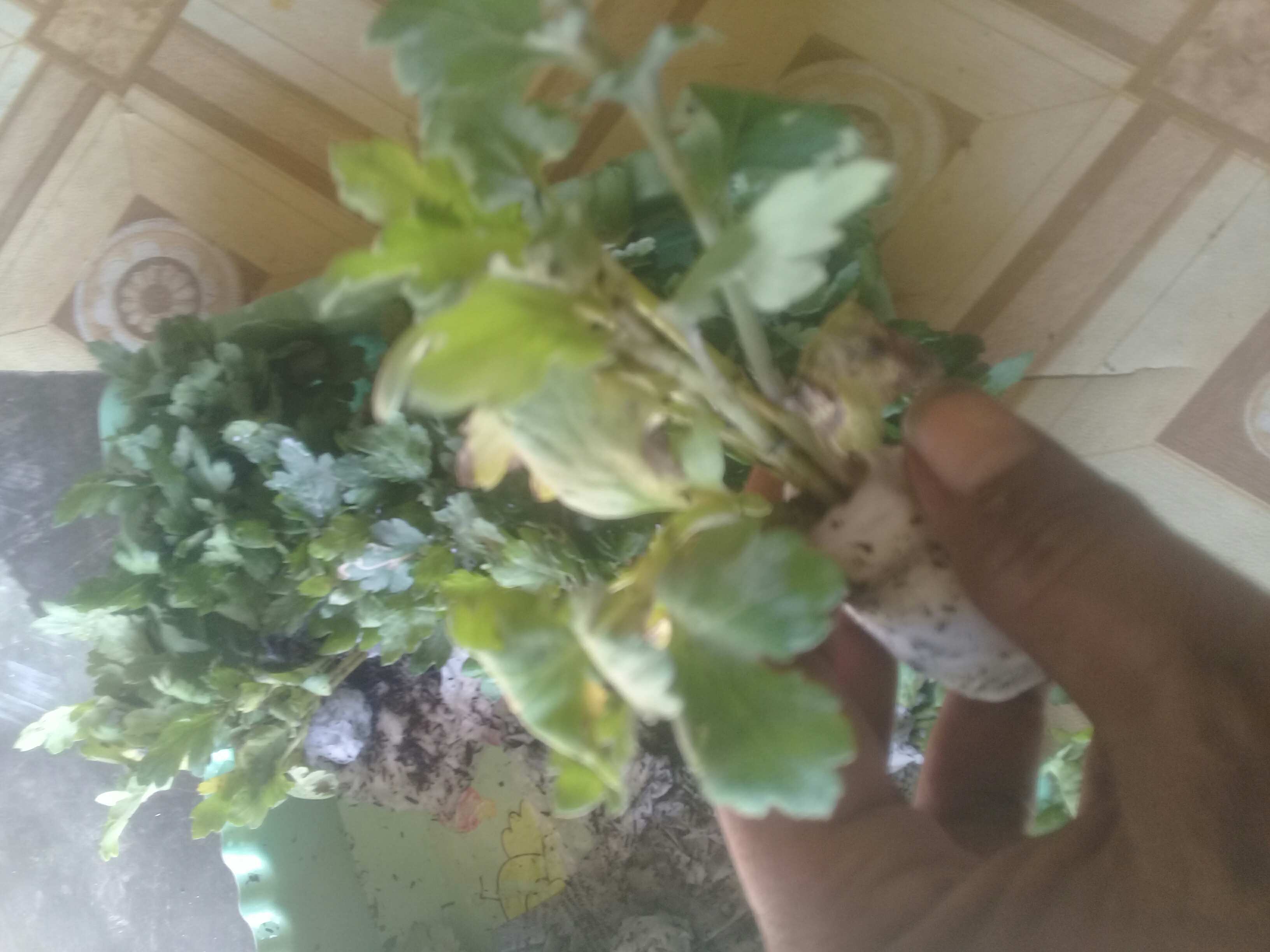 Tanaman Hias Bibit Bunga Krisan Paket 65 Pcs