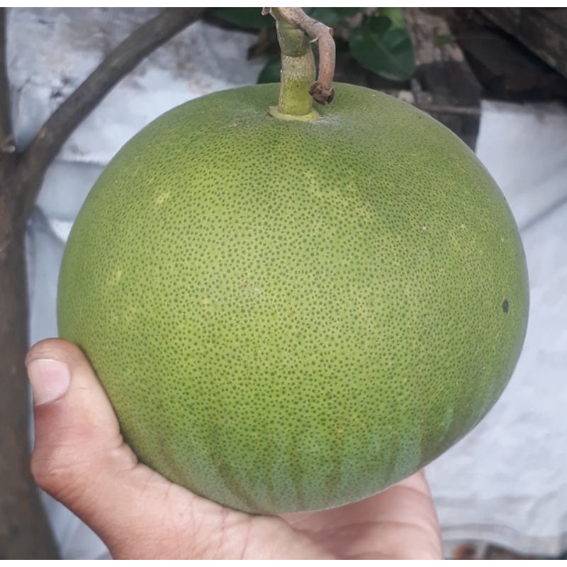 

JERUK BALI/PAMELO MADU MANIS MATANG MENTAH MENGKEL BERAT 800-1200GR PER BUAH HARGA PER 1 BUAH