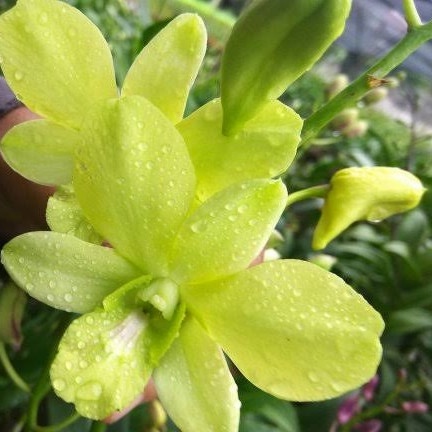 anggrek arindang green dp