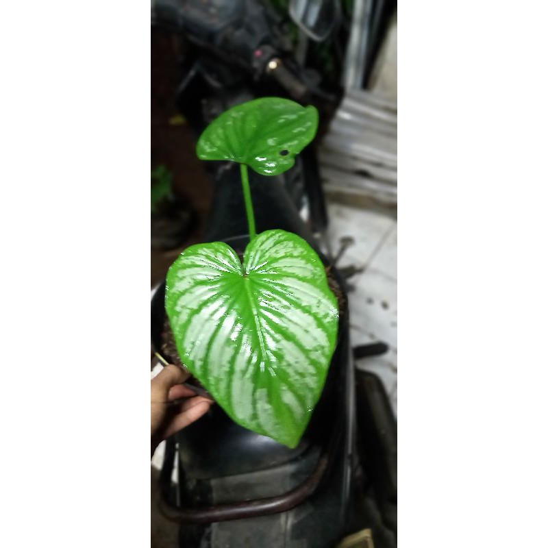 philodendron mamei
