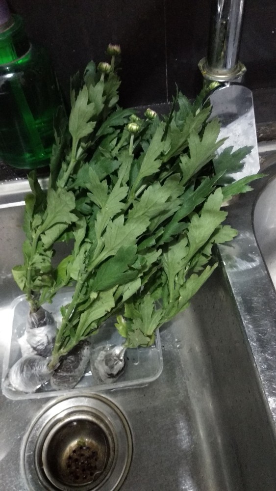 Tanaman Hias Bunga Krisan Pot Isi 5, 1 Warna