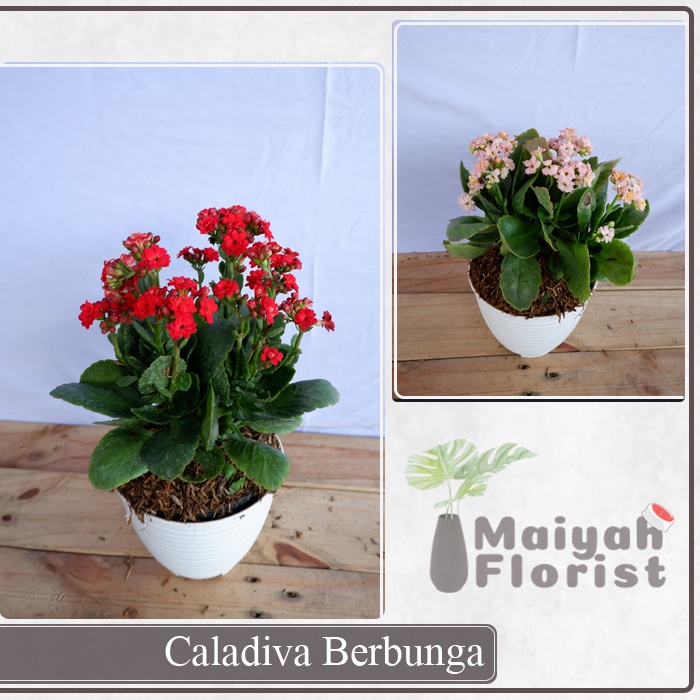 Bunga Caladiva / Calanchoe - Tanaman Hidup Dewasa